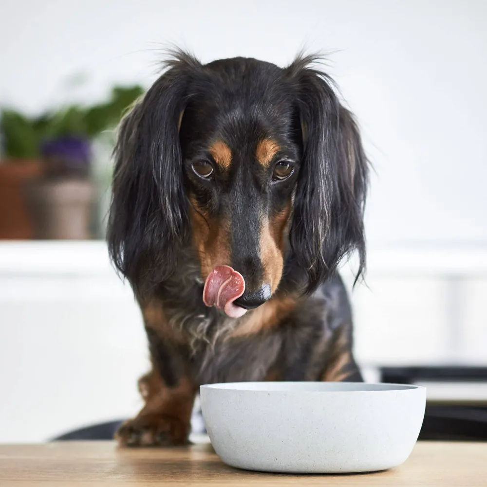 Hot District 70 Bamboo Hond Voerbak - M - Merengue