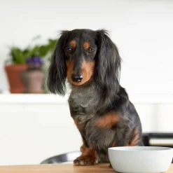 Hot District 70 Bamboo Hond Voerbak - M - Merengue