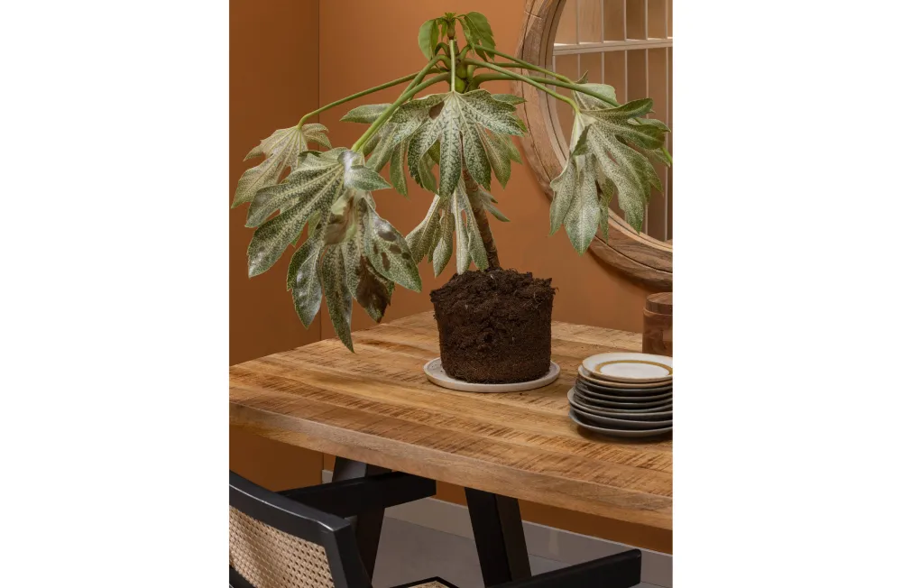 Discount Woood Eettafel Mango Tablo