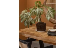 Hot Woood Eettafel Tablo Mango